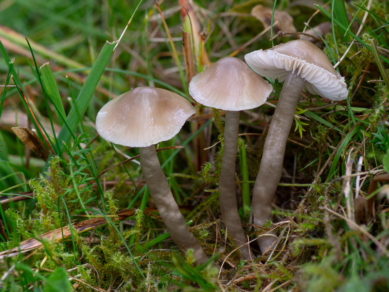 Hygrocybe irrigata